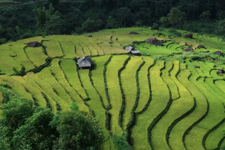 Campi di riso terrazzati di un verde intenso in Vietnam, che mostrano la bellezza agricola e il periodo ideale per esplorazioni rurali