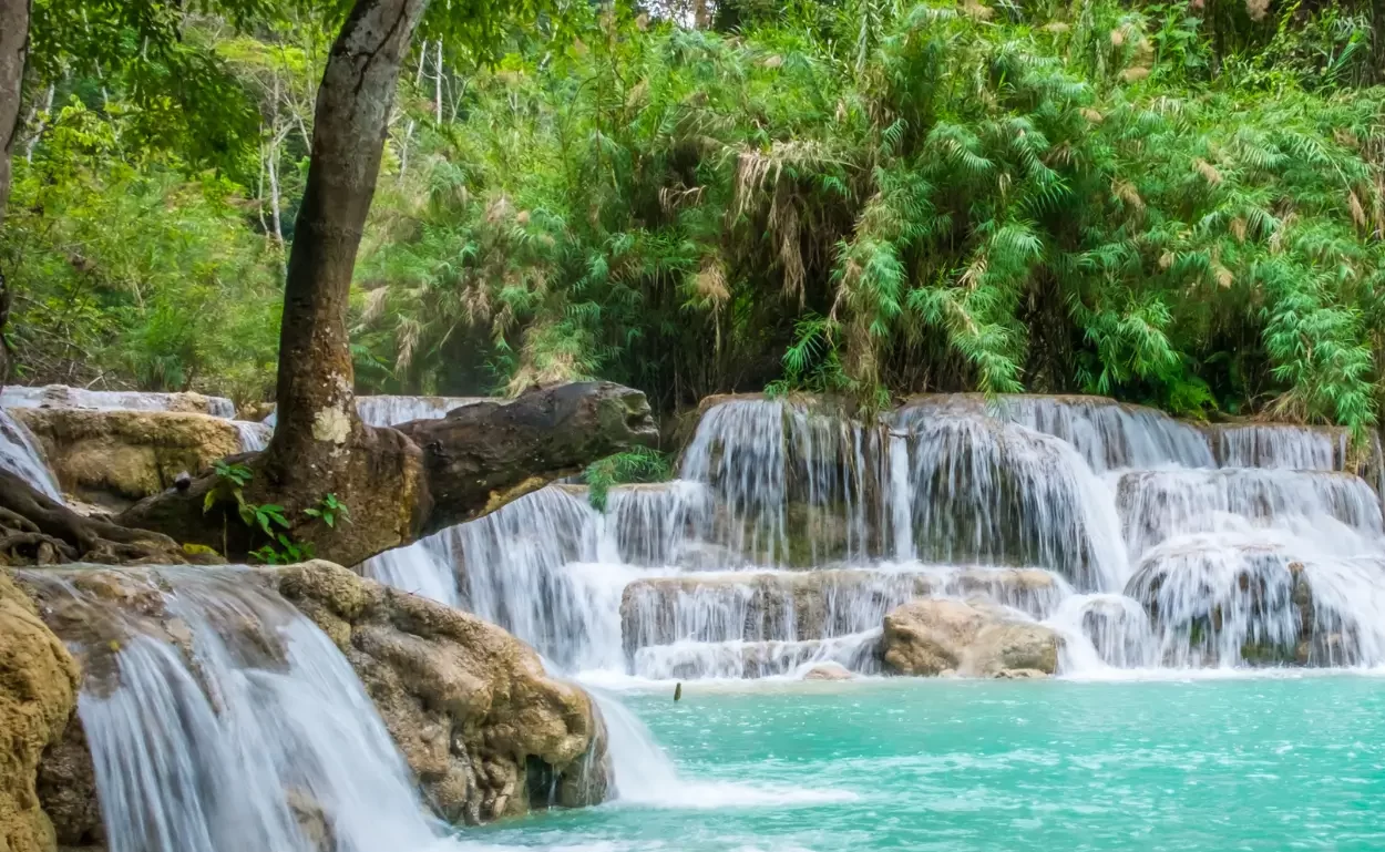 Le vivaci acque turchesi delle cascate di Tat Kuang Si scorrono tra la vegetazione lussureggiante, gioiello nascosto del Laos del Nord.