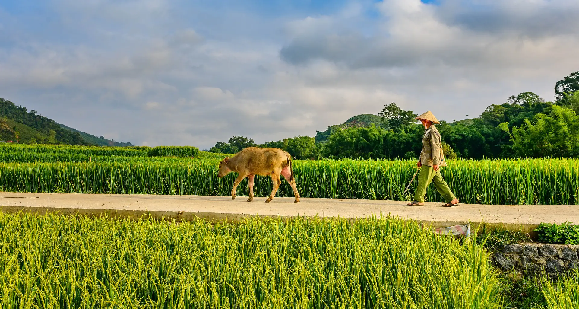 Un agricoltore laotiano con cappello conico cammina accanto a un bue lungo un sentiero in terra battura, con campi di riso verdi lussureggianti su entrambi i lati e colline in lontananza.