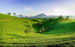 Veduta delle terrazze di riso di Sapa, Vietnam, ad agosto, un paesaggio affascinante e vibrante di verde, perfetto per il turismo eco-sostenibile.