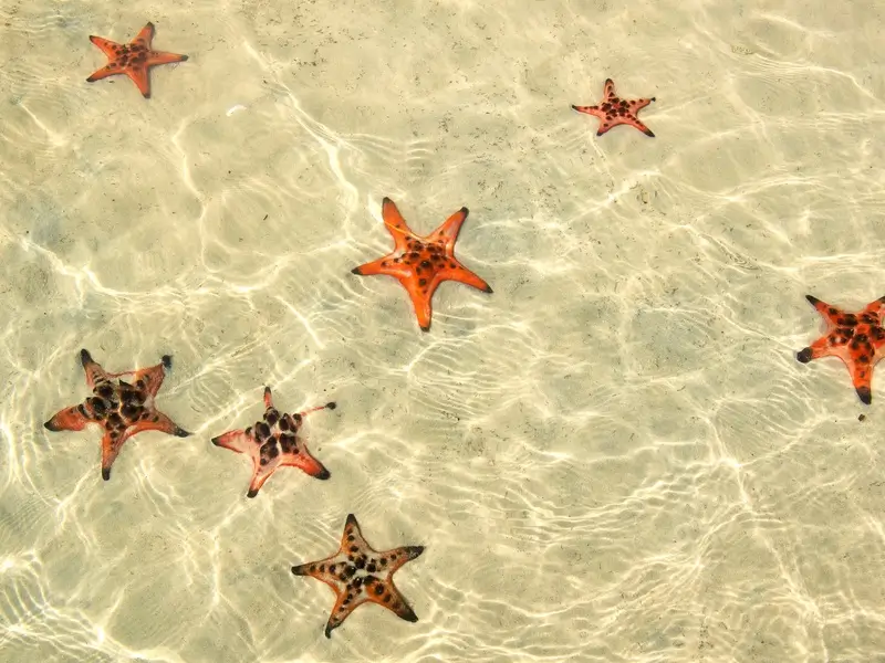 Stelle marine arancioni nelle acque cristalline di Bai Sao, Phu Quoc, Vietnam, un paradiso per gli amanti dello snorkeling e del mare