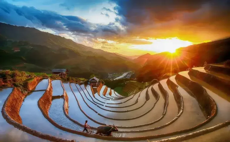 Quando vedere le risaie a Mu Cang Chai?