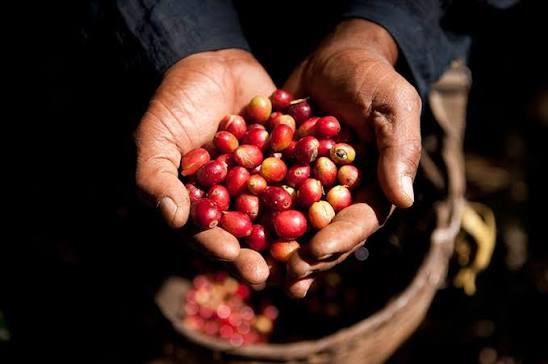 Caffè dell'Altopiano di Bolaven