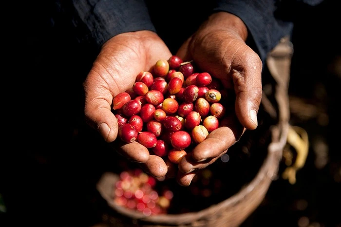 Il Caffè di Bolaven