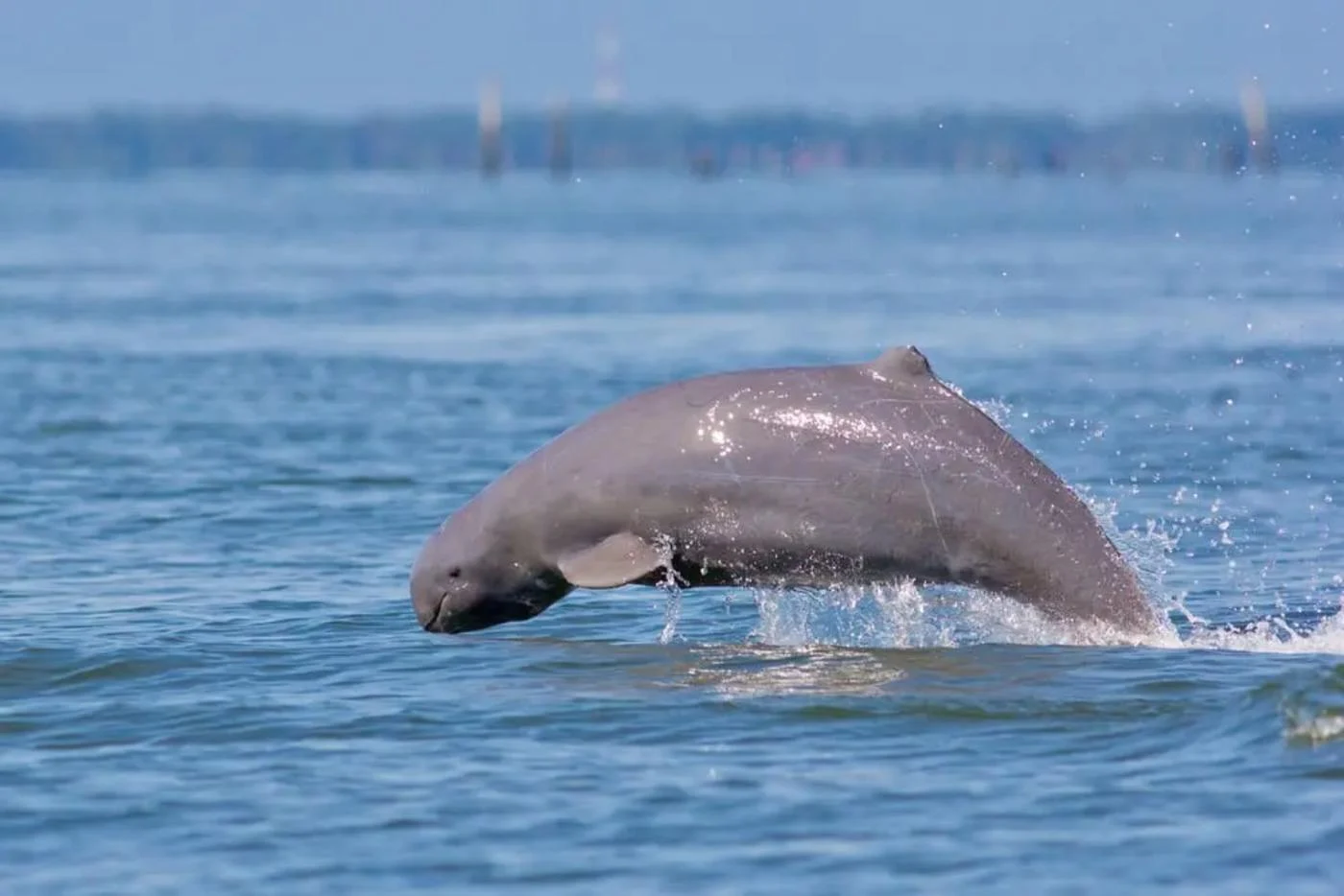 I Delfini dell'Irrawaddy - Le Creature Leggendarie del Mekong