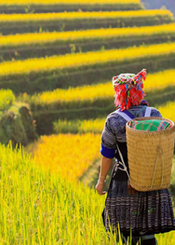 Ng thai mai chau