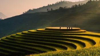 Vista delle risaie vietnamite al tramonto